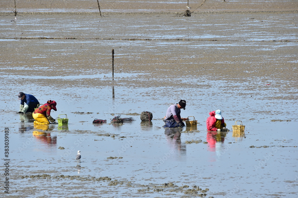 Φωτογραφία Korean people digging Manila clam in the mudflats in Seocheon-gun, Chungcheongnam-do, South Korea