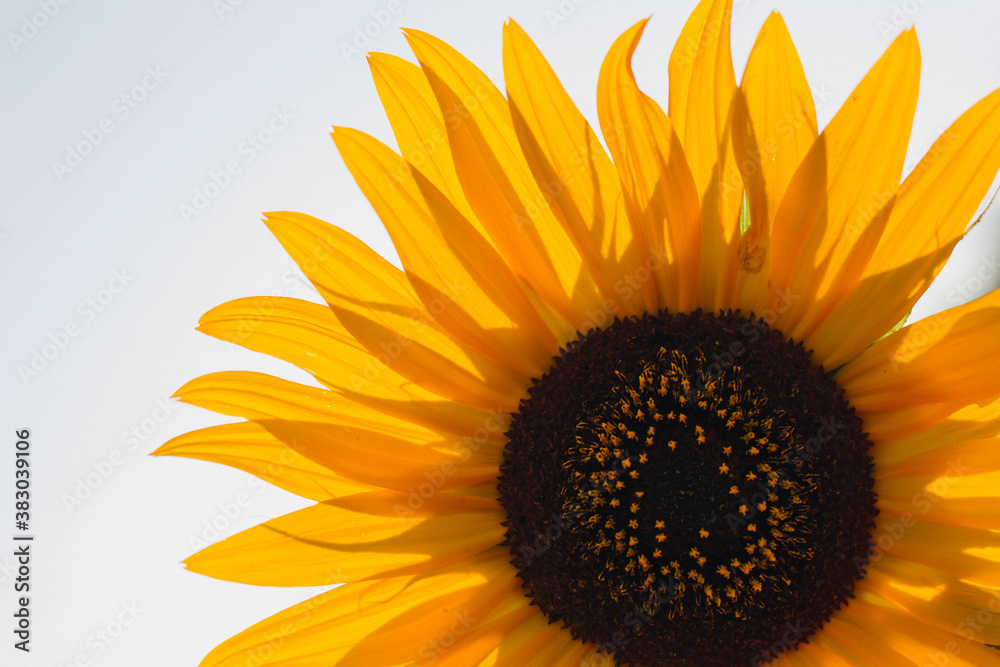 Fototapeta premium sunflower on white background