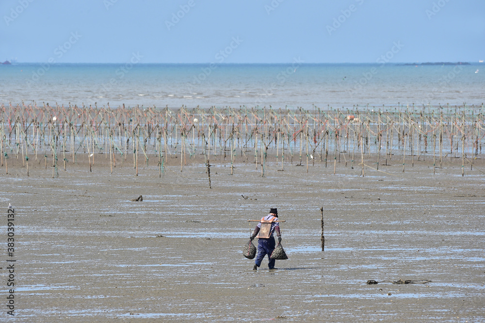 Φωτογραφία Korean people digging Manila clam in the mudflats in Seocheon-gun, Chungcheongnam-do, South Korea