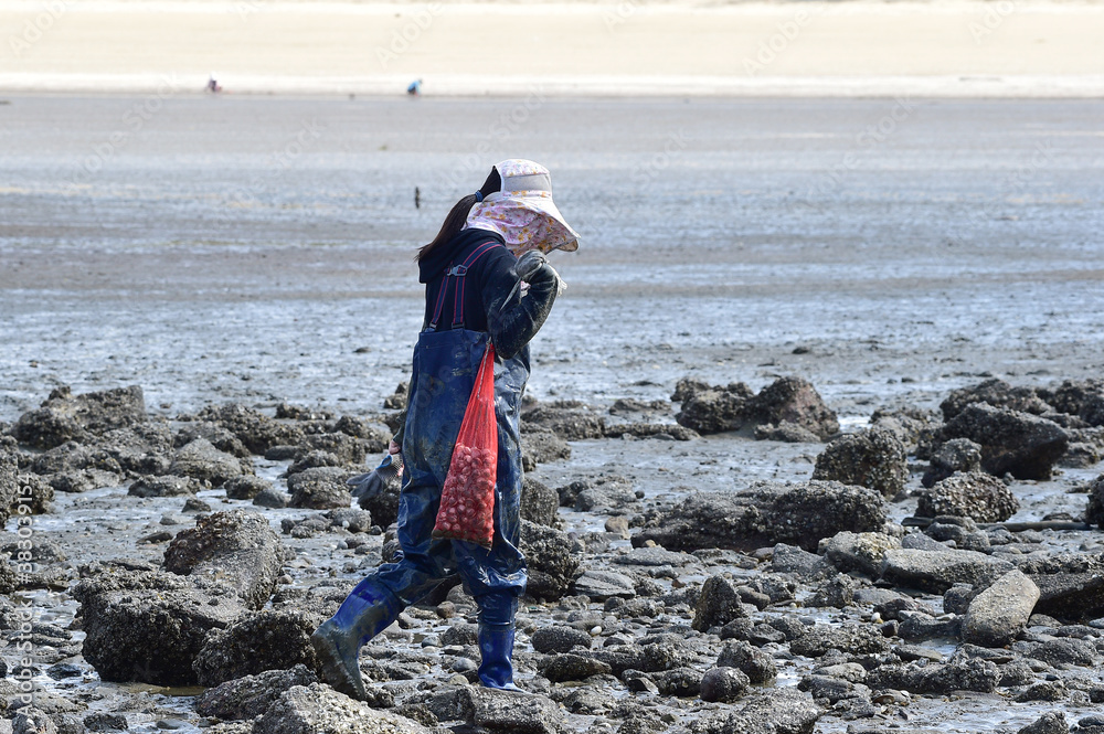Φωτογραφία Korean people digging Manila clam in the mudflats in Seocheon-gun, Chungcheongnam-do, South Korea