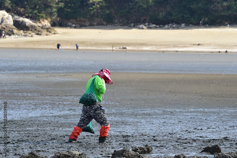 Φωτογραφία Korean people digging Manila clam in the mudflats in Seocheon-gun, Chungcheongnam-do, South Korea