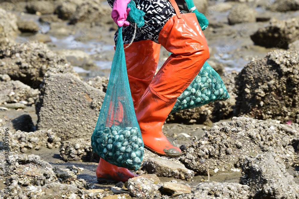 Φωτογραφία Korean people digging Manila clam in the mudflats in Seocheon-gun, Chungcheongnam-do, South Korea