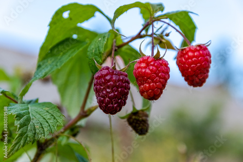 Growing healthy and delicious autumn raspberries on the bush.