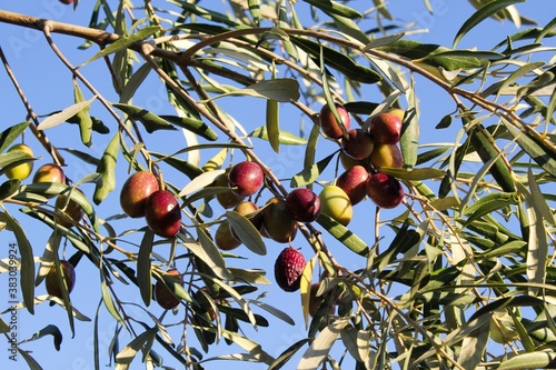 Olives on olive tree branch in the outskirts of Athens in Attica, Greece. photo