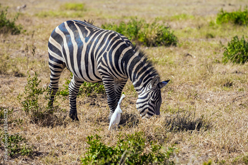 Great egret and zebra.