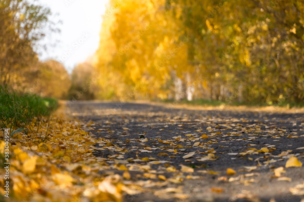 autumn leaves on the forest road autumn leaves on the forest road