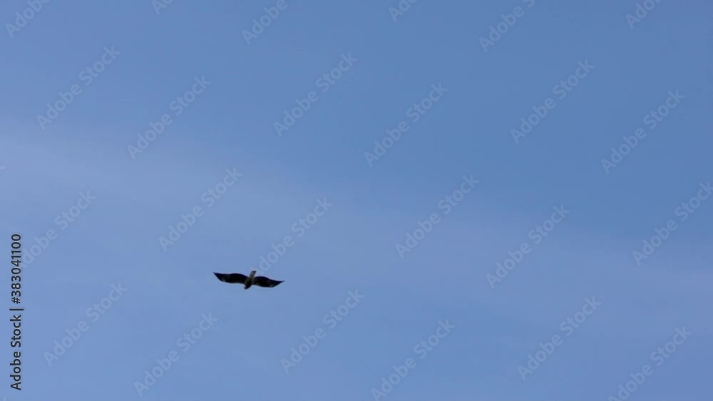 Wild brown eagle flying against the backdrop of a blue sky without clouds in Spain. Spanish eagle flight to searching food in the fields and meadows. Predator flies circling in the sky-Dan Wild brown eagle flying against the backdrop of a blue sky without clouds in Spain. Spanish eagle flight to searching food in the fields and meadows. Predator flies circling in the sky-Dan