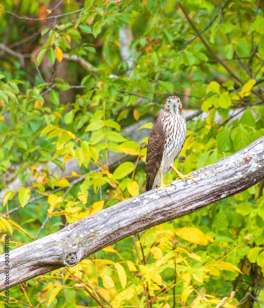 Portrait of a Cooper's hawk looking straight ahead Portrait of a Cooper's hawk looking straight ahead