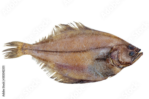 Whole single fresh flatfish on a white background