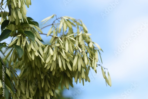 Fototapeta Naklejka Na Ścianę i Meble -  Griffith's ash (Fraxinus griffithii) fruits / Oleaceae evergreen tree