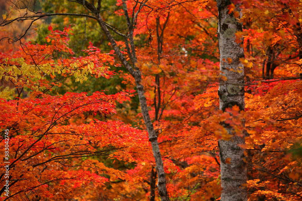 紅葉 紅葉