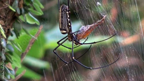 4K, A female giant woods spider with its prey and eating it in forest of Taipei. Spider with big legs killing caught cricket. Grasshoppers being eaten by black and yellow striped spider. -Dan