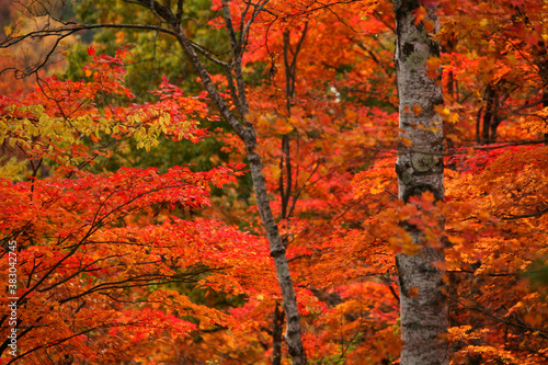 紅葉