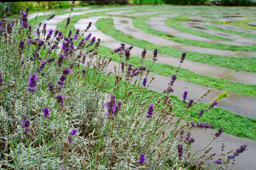 Teil eines rekonstruierten alten Labyrinths aus Steinen und Moos. Schöne lila Lavendelblüten im Vordergrund. Ort: Kloster Frenswegen in Nordhorn, Deutschland photo