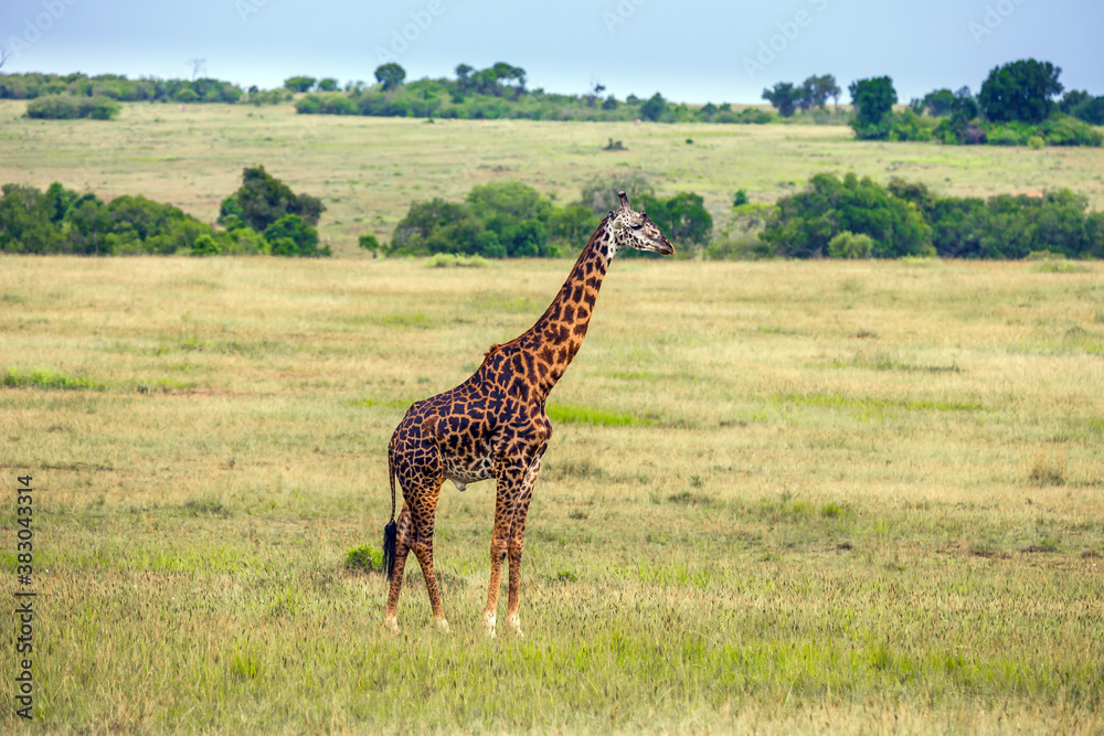 Obraz premium Jeep Safari Masai Mara