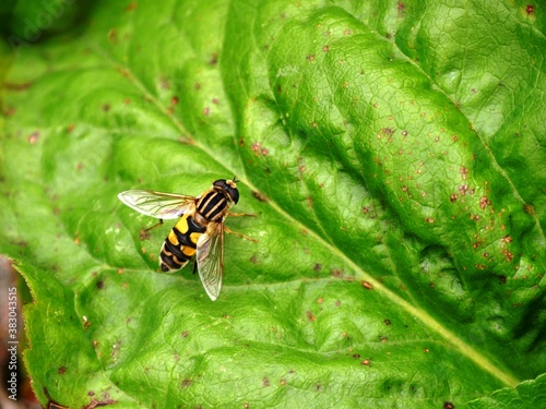 Diptère syrphe helophilus au jardin du Haut Chitelet dans les Vosges françaises photo