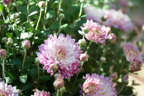 Chrysantheme