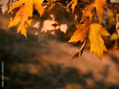 Autumn Abstract - Colorful Leaves With Defocused Park In Background At Sunset. Sunlight from foliage in sunny day. Autumn background. Soft focus.
