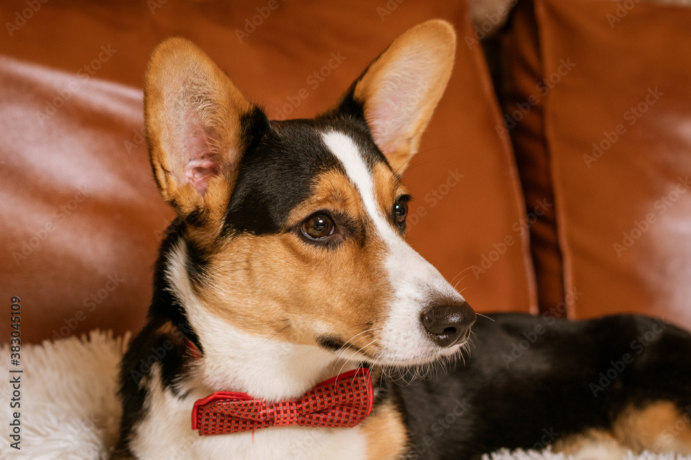 cute dog on the couch with a red tie around her neck