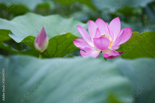 Obraz na płótnie pink lotus and leaf w salonie