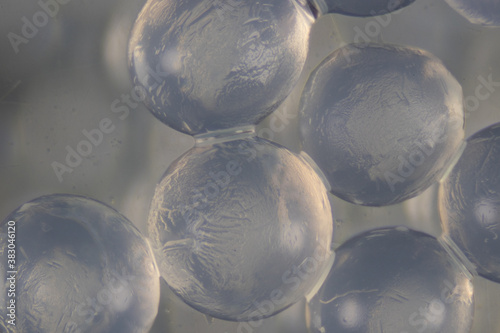 Konstfotografi Sodium alginate is a cell wall component of marine brown algae for education in Laboratory