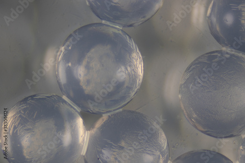 Sodium alginate is a cell wall component of marine brown algae for education in Laboratory.