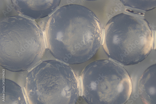 Canvastavla Sodium alginate is a cell wall component of marine brown algae for education in Laboratory