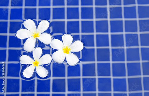 Frangipani flowers in the swimming pool. Top view