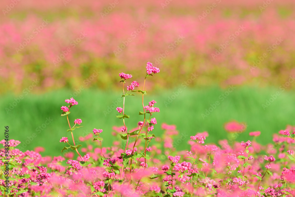 Obraz premium 赤そばの花