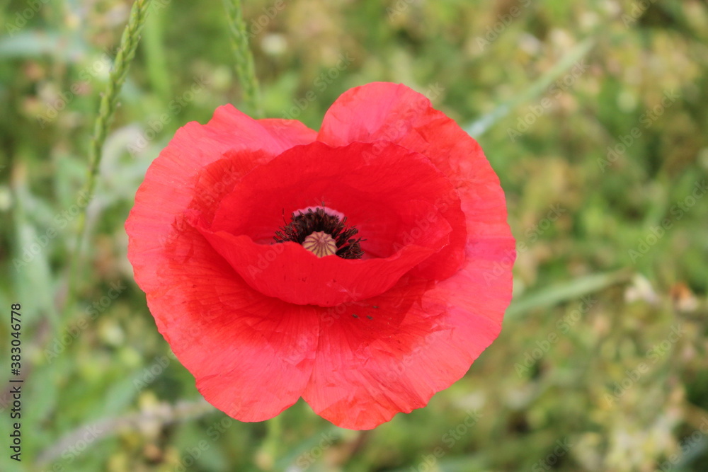 Red poppies blooming in the summer meadow Red poppies blooming in the summer meadow