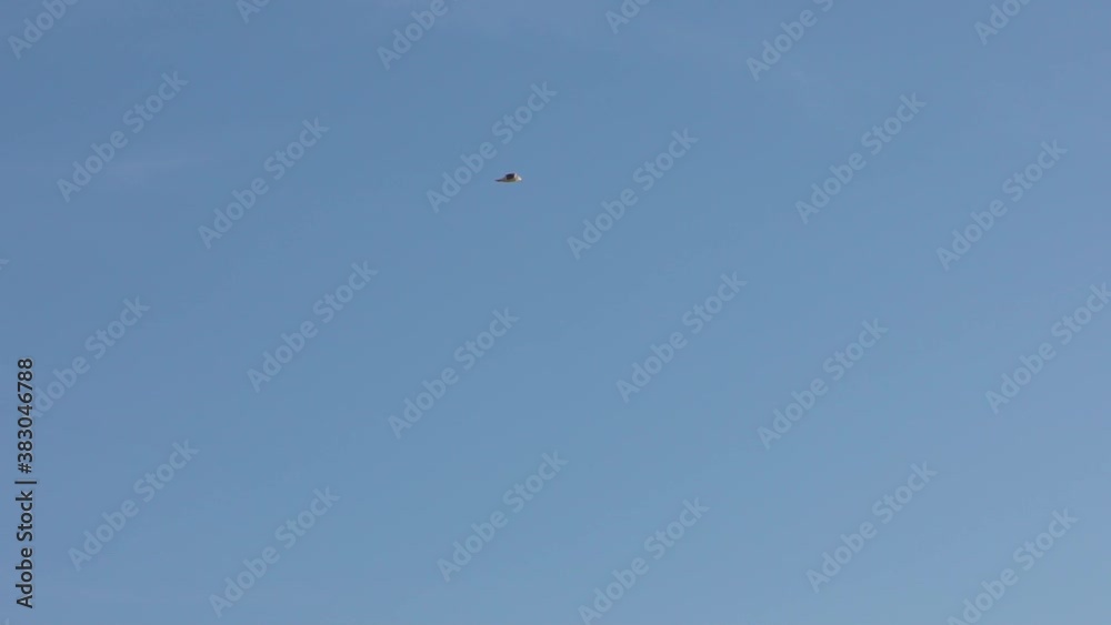 View of silhouette common seagulls flying on the mediterranean see with blue sky. Gull fly over the ocean in Spain. Seagull on the seashore. Bird over boundless expanse air. Free flight-Dan View of silhouette common seagulls flying on the mediterranean see with blue sky. Gull fly over the ocean in Spain. Seagull on the seashore. Bird over boundless expanse air. Free flight-Dan