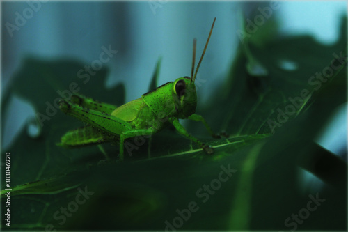 grasshopper on a leaf
