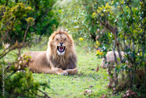 male lion sited on grass