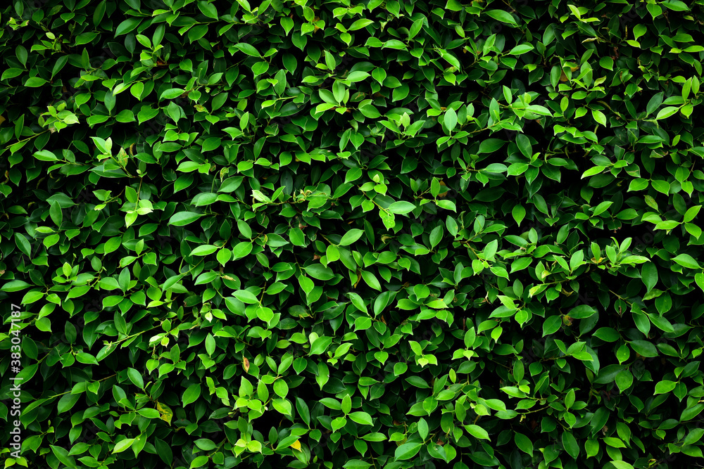 Green leaf wall for background or general decoration. Green leaf wall for background or general decoration.