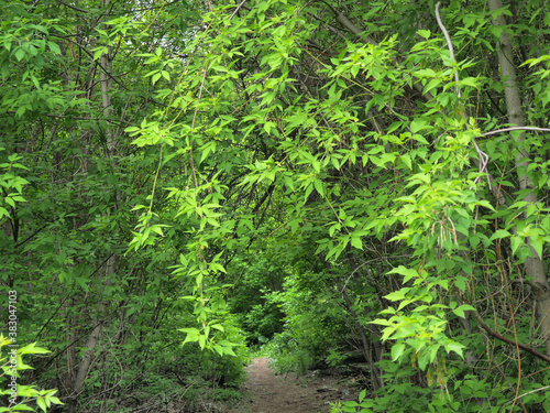 Urbanism in the forest. The road to nowhere.