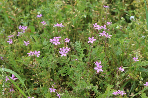  Fragrant honey flowers bloom in a summer meadow