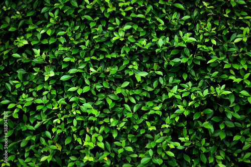 Green leaf wall for background or general decoration. © auns85