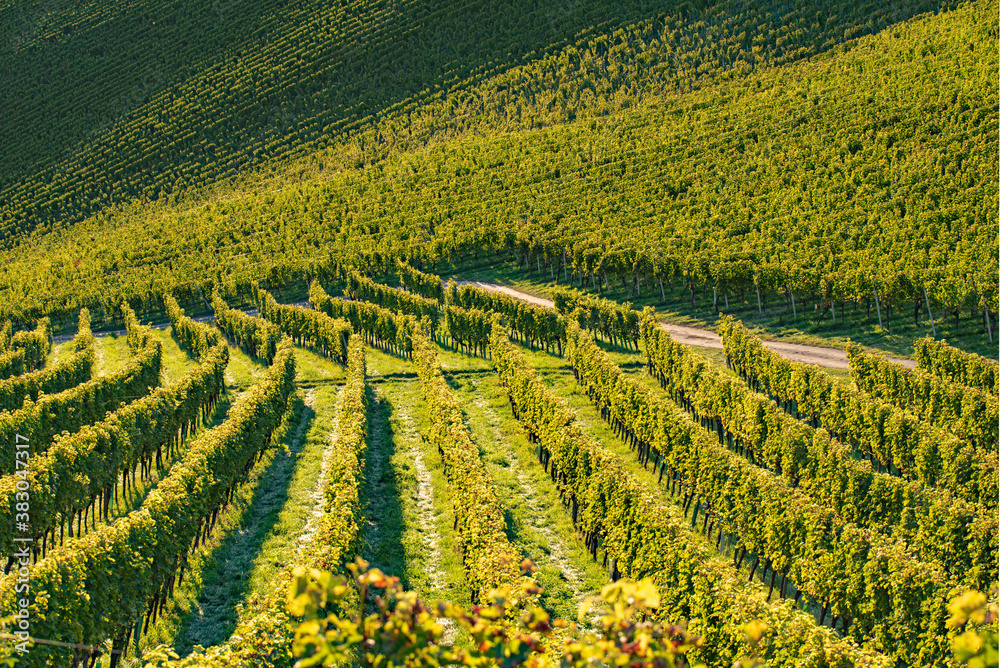 Rows Of Vineyard Grape Vines. Autumn Landscape. Austria south Styria. Rows Of Vineyard Grape Vines. Autumn Landscape. Austria south Styria.