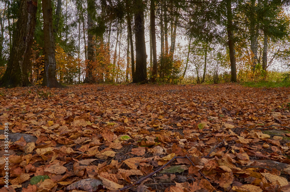 Autumn landscape. The forest clearing is strewn with fallen leaves.