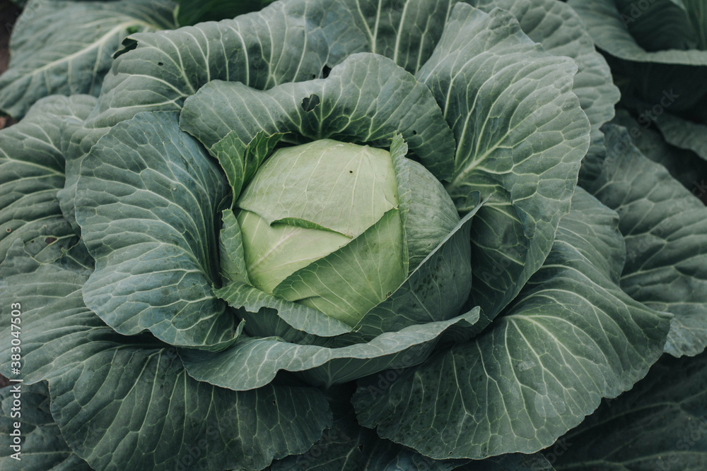 Obraz premium head of cabbage