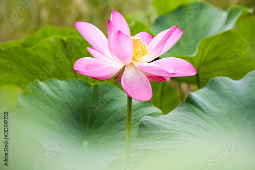 Obraz na płótnie pink lotus and leaf w salonie