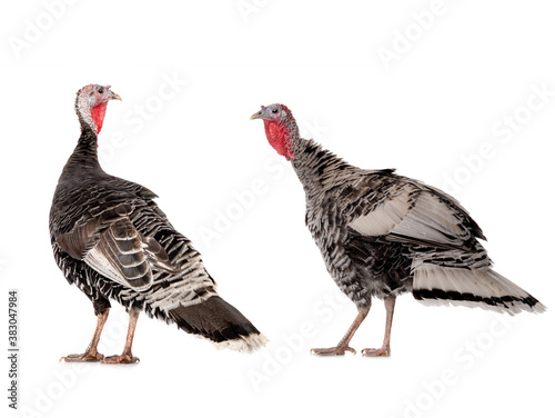  female black and grey turkey isolated on white