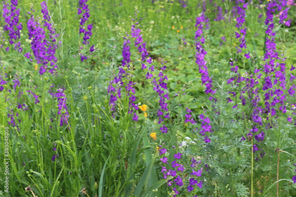 Obraz premium Lilac flowers bloom in the meadow in summer