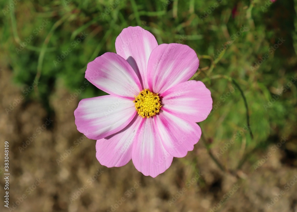 Obraz premium pink and white garden cosmos 