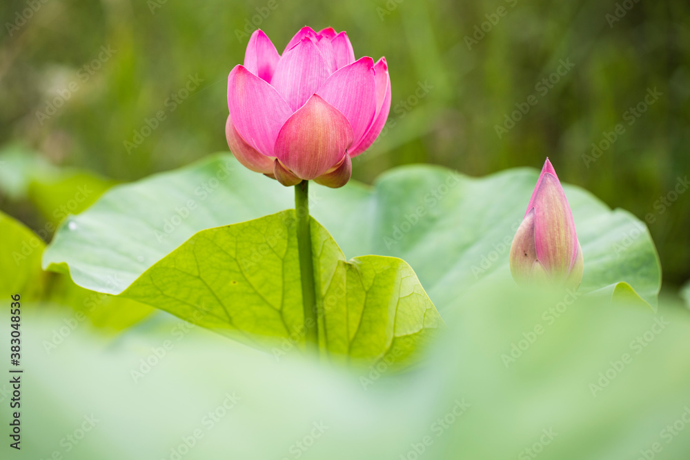 lotus flower and leaves