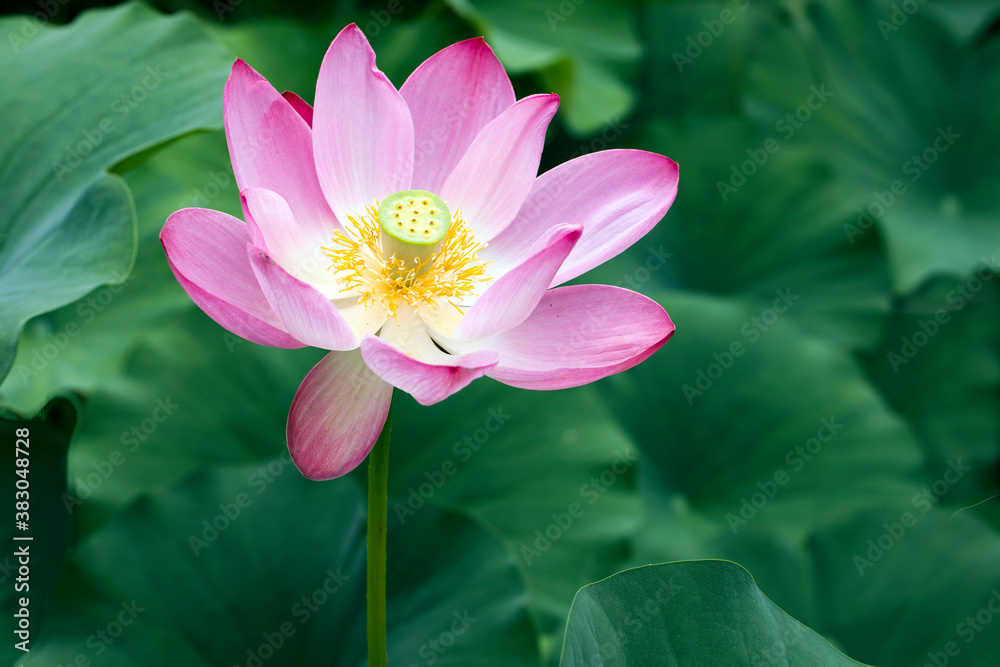 pink lotus and leaf