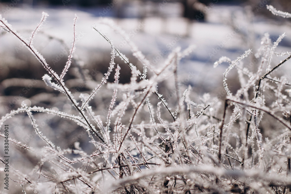 frost on grass frost on grass