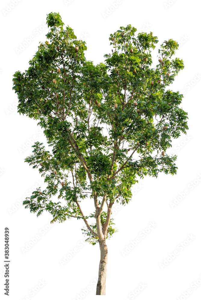 Isolated tropical big tree on white background with clipping path. Suitable for use in advertising and architecture design. Isolated tropical big tree on white background with clipping path. Suitable for use in advertising and architecture design.
