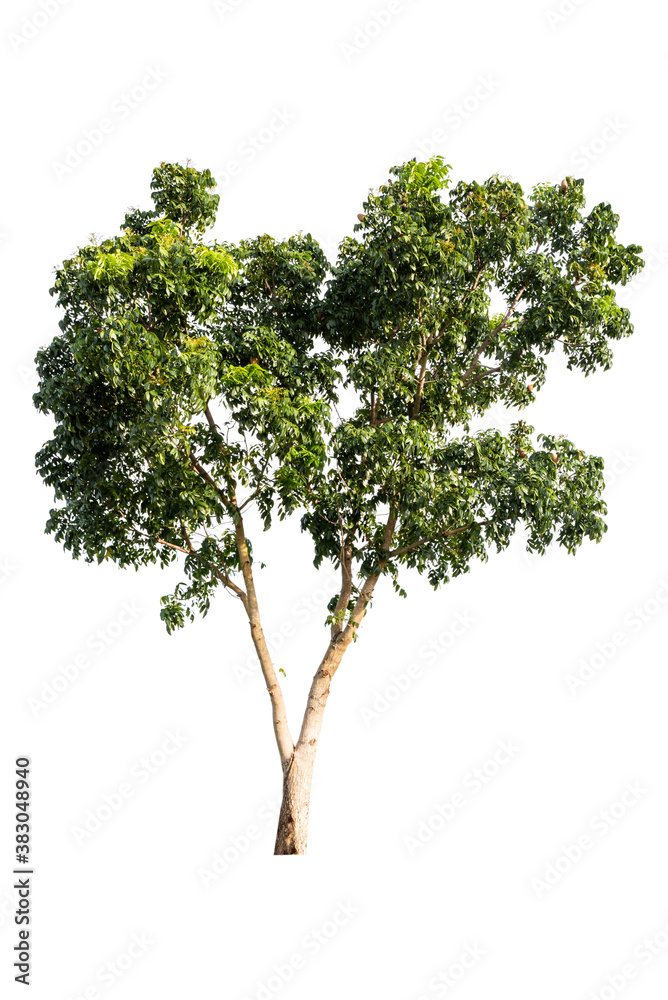 Obraz premium Isolated tropical big tree on white background with clipping path. Suitable for use in advertising and architecture design.