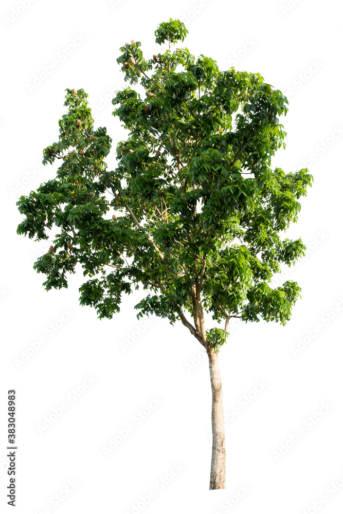 Fototapeta premium Isolated tropical big tree on white background with clipping path. Suitable for use in advertising and architecture design.